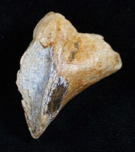 Partially Rooted Ceratopsian Tooth - Two Medicine Formation #13715